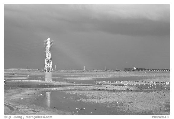 Birds and power lines, Ravenswood National Wildlife Refuge. Menlo Park,  California, USA (black and white)