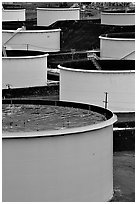 Storage citerns, Rodeo San Francisco Oil Refinery. San Pablo Bay, California, USA (black and white)