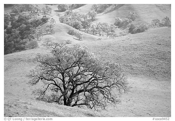 Oak trees and verdant hills in early spring, Sunol Regional Park. California, USA