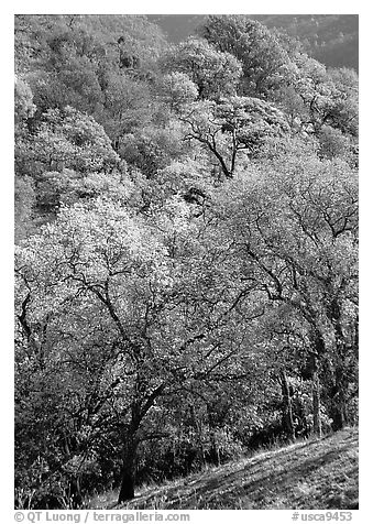 Oak trees with fall colors,  Sunol Regional Park. California, USA (black and white)