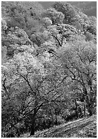 Oak trees with fall colors,  Sunol Regional Park. California, USA (black and white)