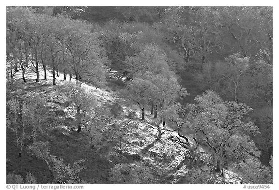 Oak trees on hillside curve, early spring, Joseph Grant County Park. San Jose, California, USA (black and white)