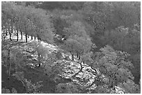 Oak trees on hillside curve, early spring, Joseph Grant County Park. San Jose, California, USA (black and white)