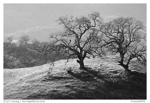 Dendritic branches of Oak trees on hillside curve, early spring, Joseph Grant County Park. San Jose, California, USA