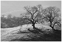 Pictures of Oak Trees