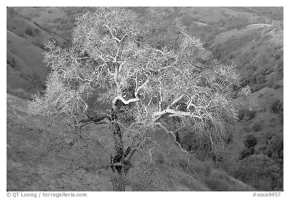 Oak tree with mistletoe at sunset, Joseph Grant County Park. San Jose, California, USA (black and white)