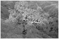 Oak tree with mistletoe at sunset, Joseph Grant County Park. San Jose, California, USA ( black and white)