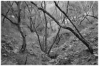 Creek, Sunol Regional Park. California, USA (black and white)