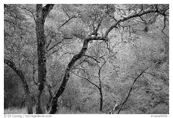 Oak Trees, Sunol Regional Park. California, USA