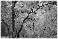 Oak Trees, Sunol Regional Park. California, USA (black and white)