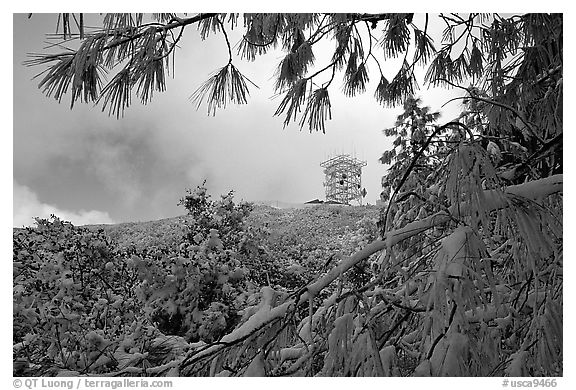 Radar station framed by snow-covered branches, Mt Diablo State Park. SF Bay area, California, USA