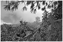 Radar station framed by snow-covered branches, Mt Diablo State Park. California, USA ( black and white)