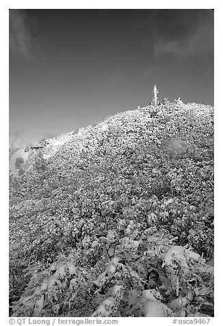 Snow-covered vegetation after a storm, Mt Diablo State Park. California, USA