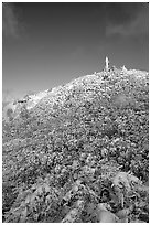 Snow-covered vegetation after a storm, Mt Diablo State Park. California, USA (black and white)