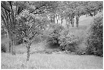 Meadow with flowers,  creek, and trees in spring, Mt Diablo State Park. California, USA (black and white)