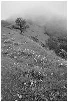 Poppies and fog near the summit, Mt Diablo State Park. California, USA ( black and white)
