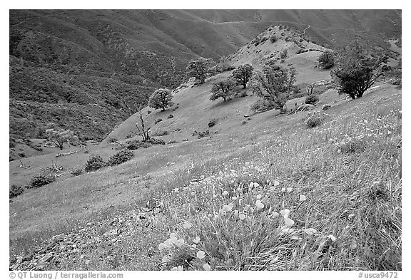 Poppies and ridge, Mt Diablo State Park. California, USA (black and white)