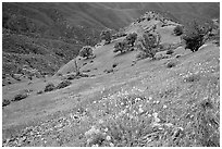 Poppies and ridge, Mt Diablo State Park. California, USA (black and white)