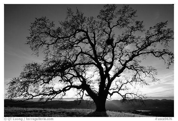 Old Oak tree profiled at sunset, Joseph Grant County Park. San Jose, California, USA (black and white)