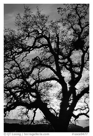 Old Oak tree silhouette at sunset, Joseph Grant County Park. San Jose, California, USA