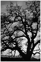 Old Oak tree silhouette at sunset, Joseph Grant County Park. San Jose, California, USA (black and white)