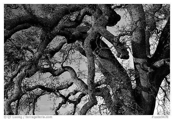 Branches of Old Oak tree  at sunset, Joseph Grant County Park. San Jose, California, USA (black and white)