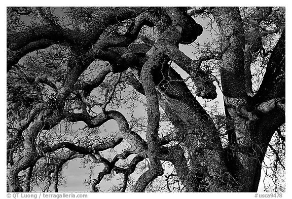 Branches of Old Oak tree  at sunset, Joseph Grant County Park. San Jose, California, USA (black and white)