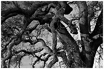 Branches of Old Oak tree  at sunset, Joseph Grant County Park. San Jose, California, USA (black and white)