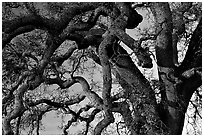 Branches of Old Oak tree  at sunset, Joseph Grant County Park. San Jose, California, USA (black and white)