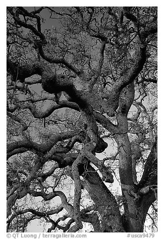 Branches of Old Oak tree  at sunset, Joseph Grant County Park. San Jose, California, USA (black and white)