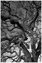 Branches of Old Oak tree  at sunset, Joseph Grant County Park. San Jose, California, USA (black and white)