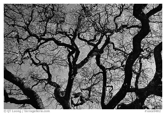 Oak tree in spring. Menlo Park,  California, USA