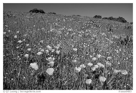 Poppies in the spring, Russian Ridge Open Space Preserve. Palo Alto,  California, USA (black and white)