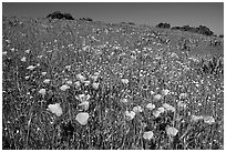 Poppies in the spring, Russian Ridge Open Space Preserve. Palo Alto,  California, USA ( black and white)