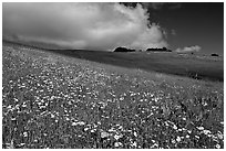 Wildflowers in the spring, Russian Ridge Open Space Preserve. Palo Alto,  California, USA (black and white)