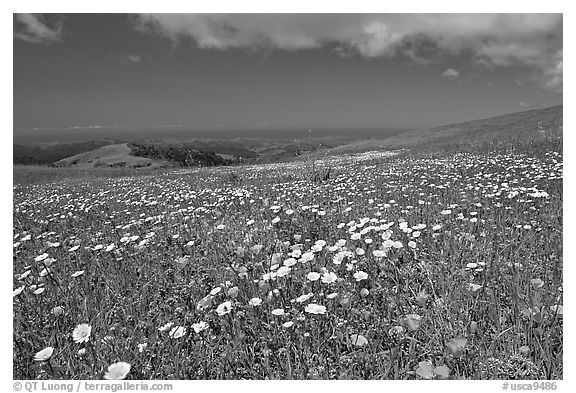 Meadows in the spring, with the Pacific ocean in the distance,  Russian Ridge Open Space Preserve. Palo Alto,  California, USA (black and white)