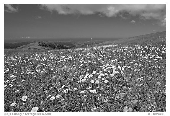 Meadows in the spring, with the Pacific ocean in the distance,  Russian Ridge Open Space Preserve. Palo Alto,  California, USA