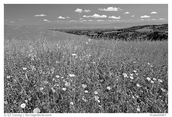 Meadows in the spring, with the Silicon Valley in the distance,  Russian Ridge Open Space Preserve. Palo Alto,  California, USA