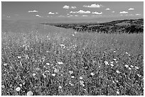 Meadows in the spring, with the Silicon Valley in the distance,  Russian Ridge Open Space Preserve. Palo Alto,  California, USA (black and white)