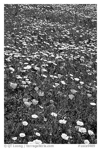 Meadows with wildflowers in the spring, Russian Ridge Open Space Preserve. Palo Alto,  California, USA