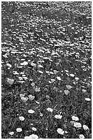 Meadows with wildflowers in the spring, Russian Ridge Open Space Preserve. Palo Alto,  California, USA ( black and white)