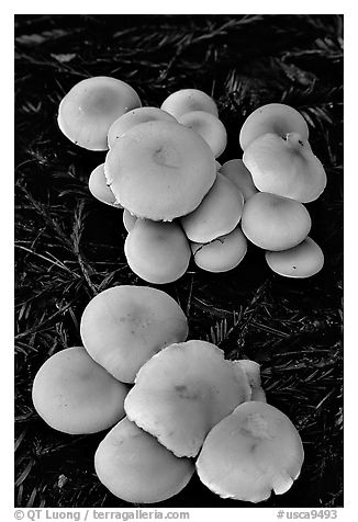 Mushrooms. Big Basin Redwoods State Park,  California, USA (black and white)