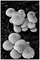 Mushrooms. Big Basin Redwoods State Park,  California, USA ( black and white)