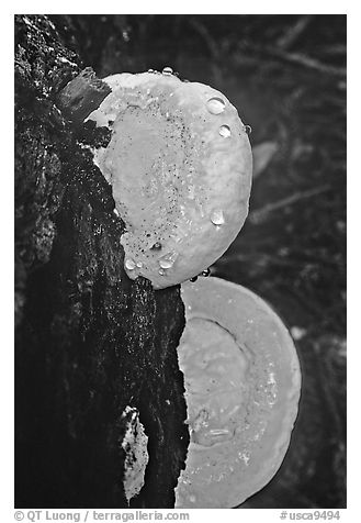 Mushrooms. Big Basin Redwoods State Park,  California, USA