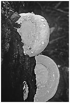 Mushrooms. Big Basin Redwoods State Park,  California, USA (black and white)