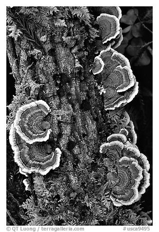 Mushrooms. Big Basin Redwoods State Park,  California, USA