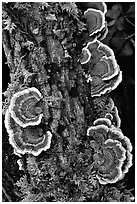 Mushrooms. Big Basin Redwoods State Park,  California, USA (black and white)