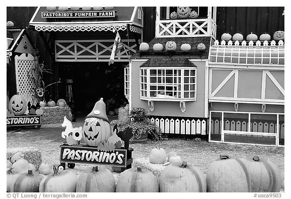 Pastorino pumpkin farm. Half Moon Bay, California, USA