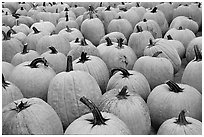 Pumpkins in a patch, near Pescadero. San Mateo County, California, USA (black and white)