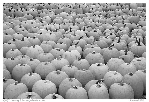 Pumpkin patch, near Pescadero. San Mateo County, California, USA (black and white)